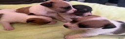 Jack Russell dogs for sale: Jack Russell puppies for sale  - Advert 13