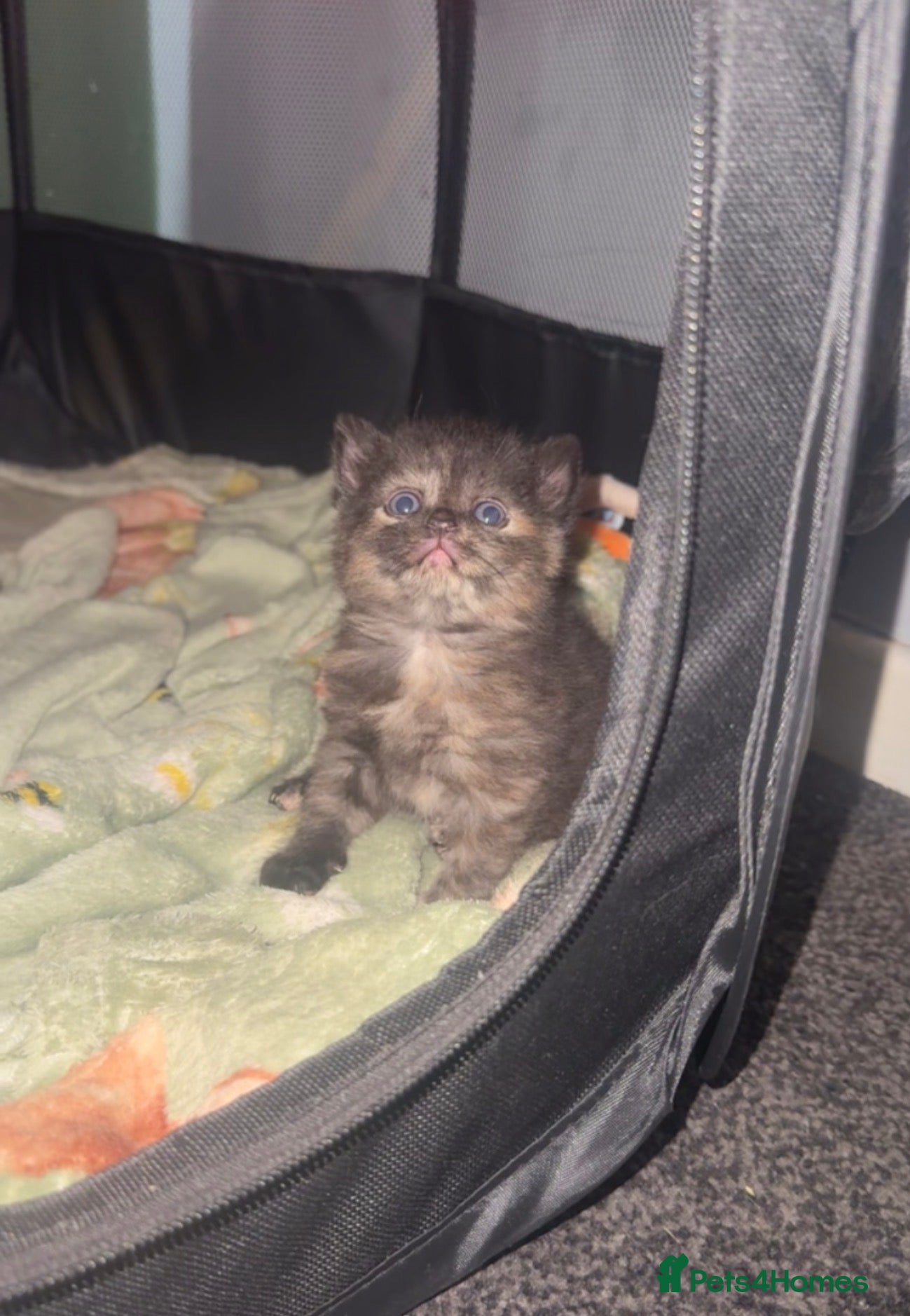 British Shorthair cats for sale: British short hair kittens in Lymm - Advert 4