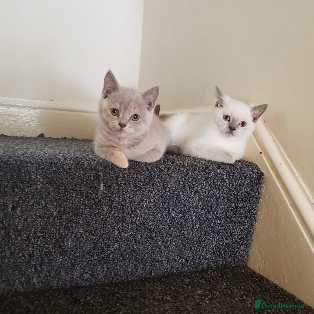 British Shorthair cats for sale: 💜GCCF Kittens Ready for Their Forever Homes!💜 - Image 28