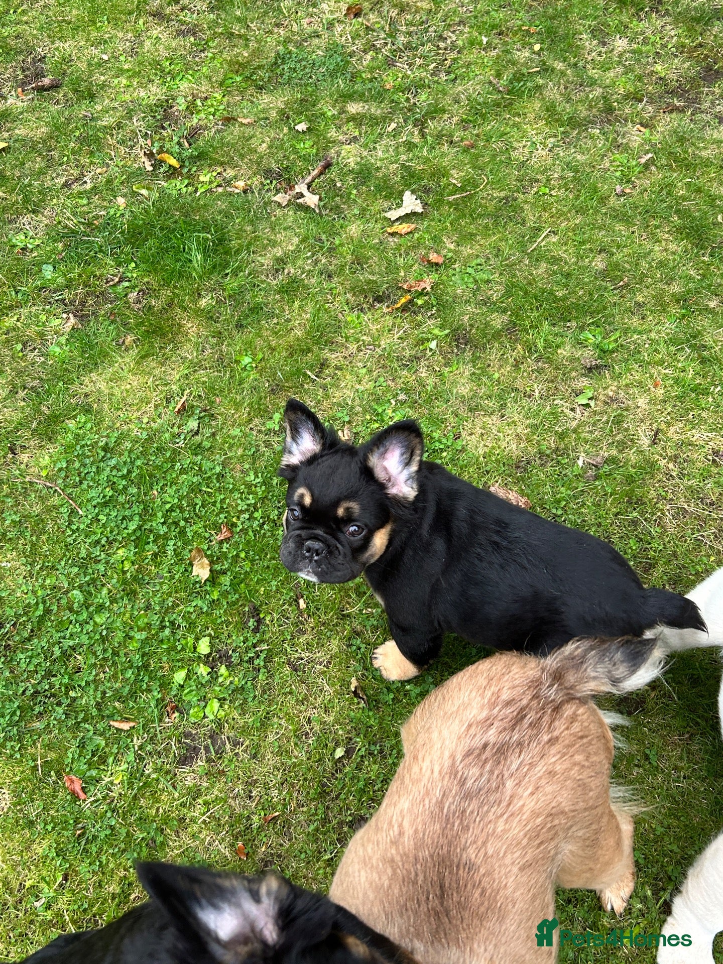 French Bulldog dogs Ready NOW Adorable Fluffy French Bulldog Puppies - Advert 2