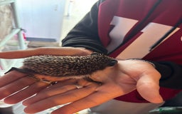 Pygmy Hedgehog rodents for sale: ***African black Pygmy hogs!*** - Image 6