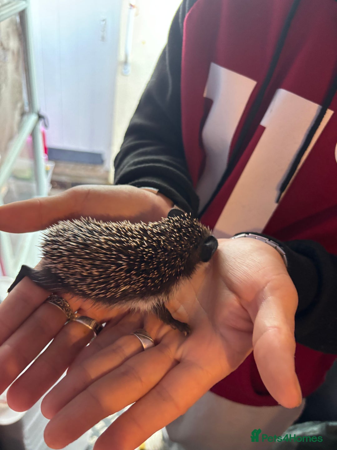 Pygmy Hedgehog rodents for sale: ***African black Pygmy hogs!*** - Image 6