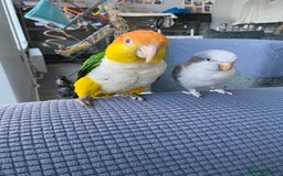 Parrots birds for sale: Female white bellied caique - Image 1
