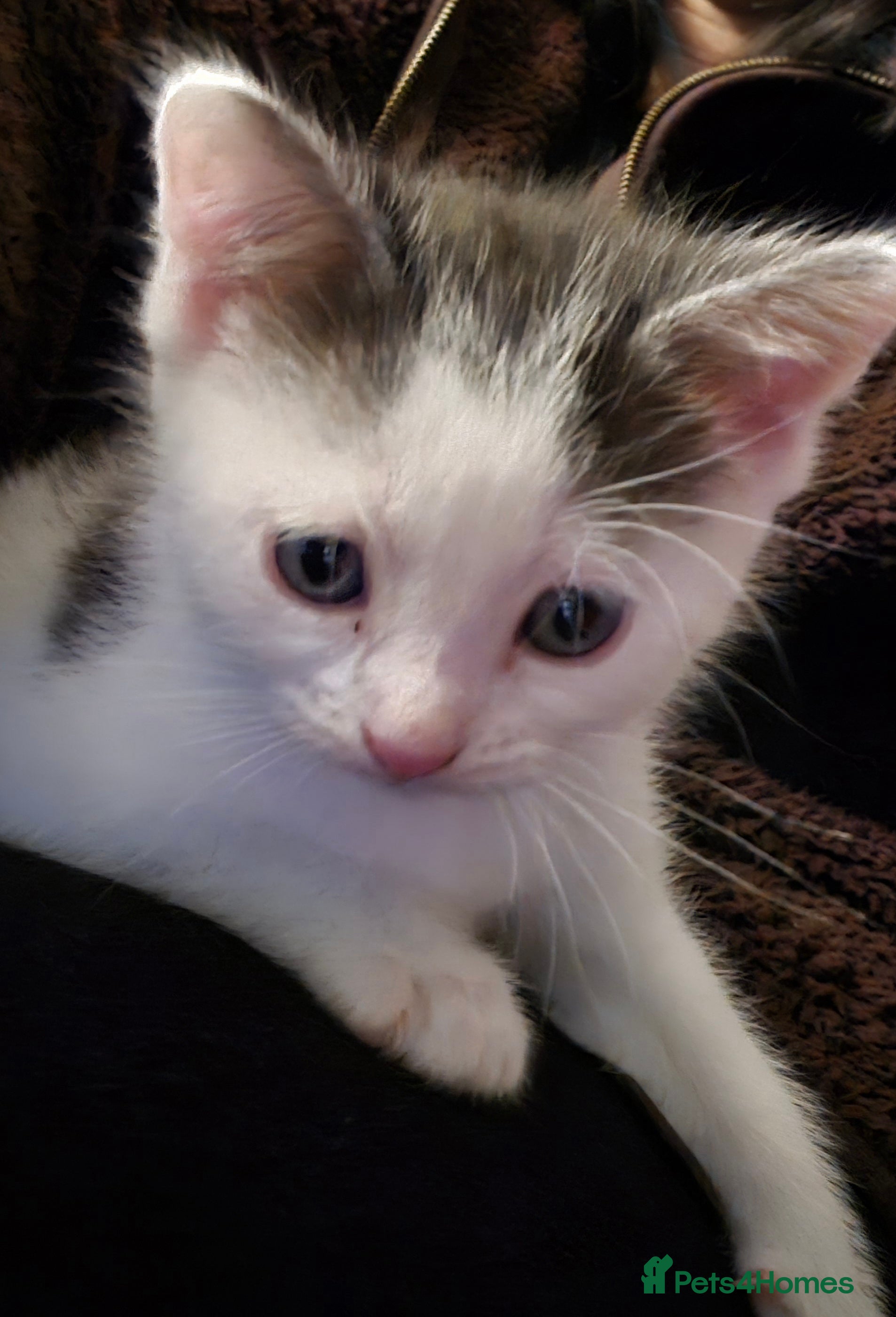 Mixed Breed cats 1 little girl kitten left - Advert 11