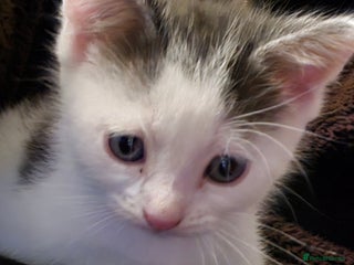 Mixed Breed cats - Advert 31