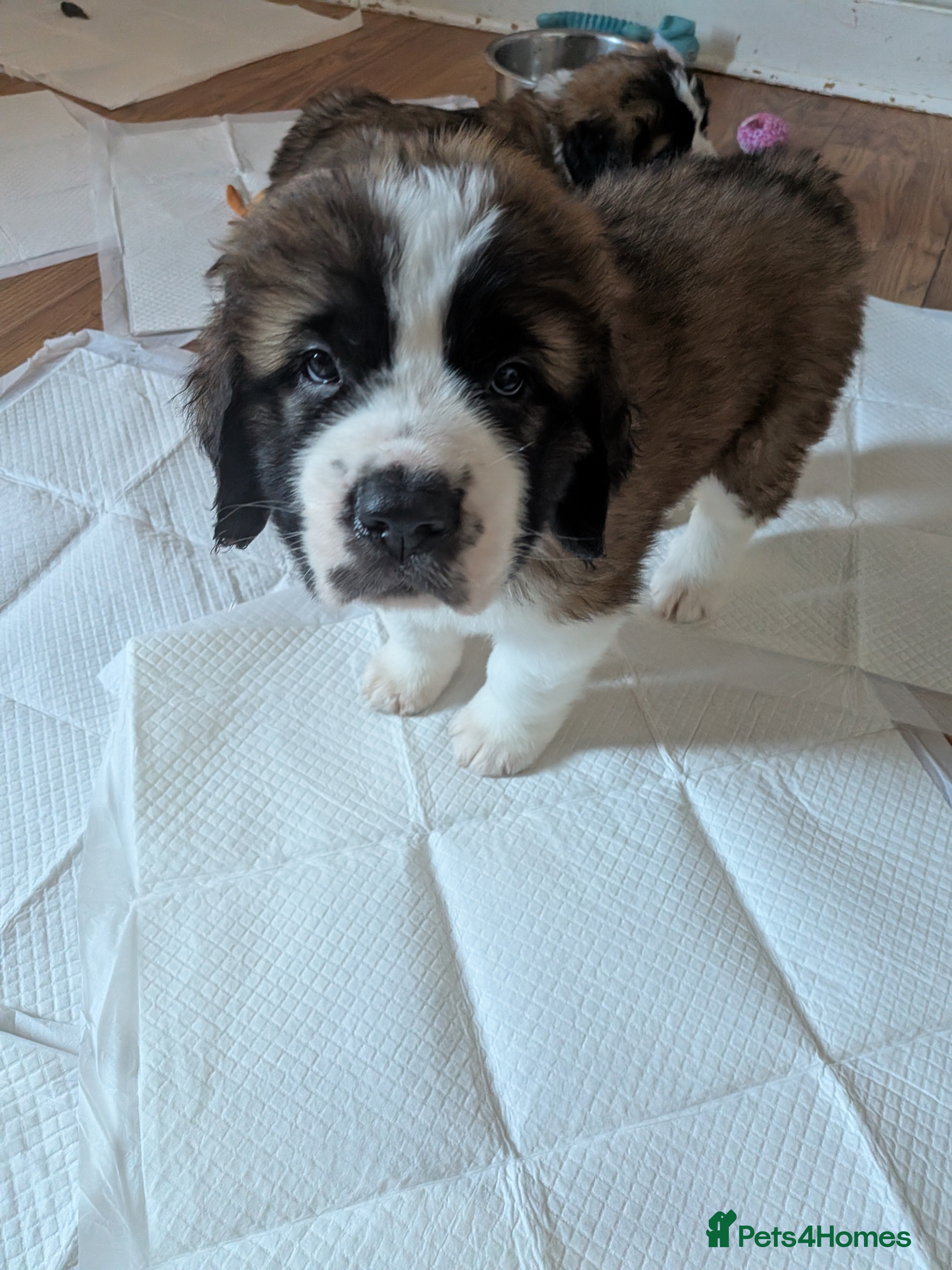 Saint Bernard dogs Saint Bernards KC registered, Hip and Elbow scored - Advert 2