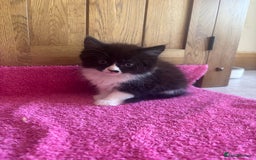 Mixed Breed cats for sale: Ready!!!! Mixed British shorthair kittens - Image 9