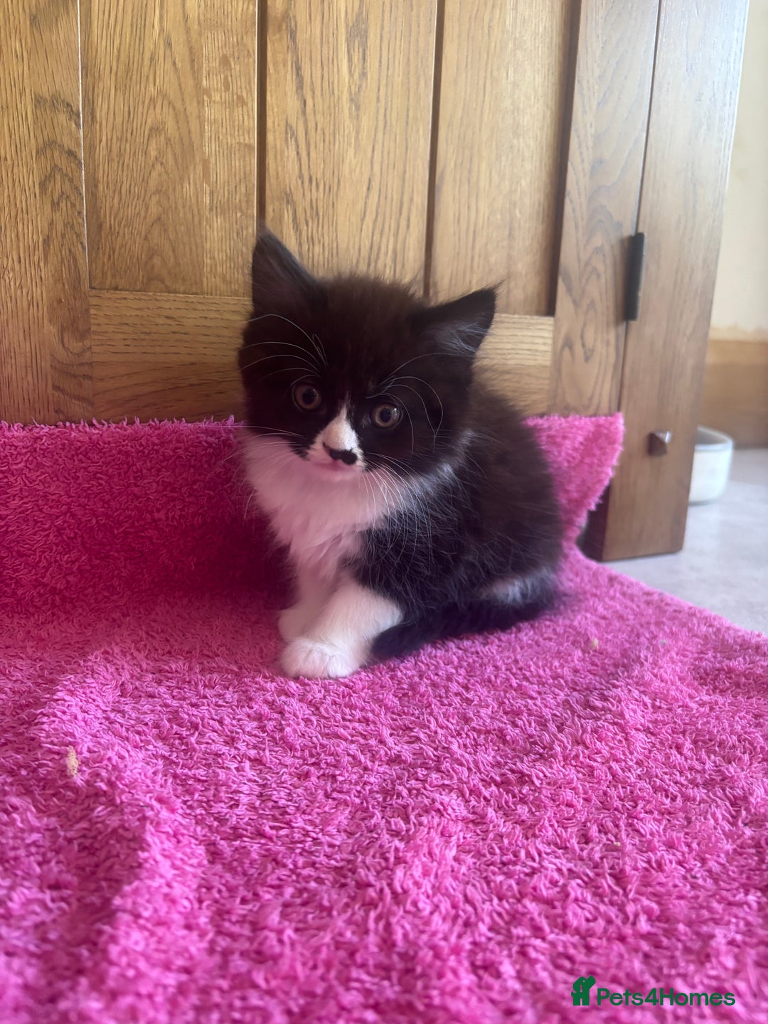 Mixed Breed cats for sale: Ready!!!! Mixed British shorthair kittens - Image 9