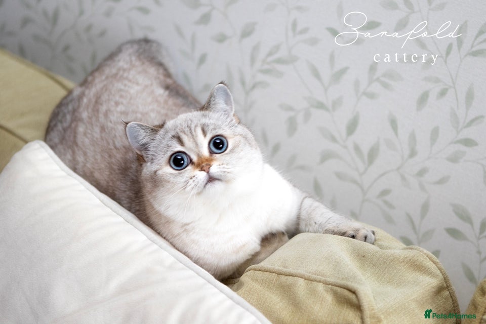 Scottish Fold cats Molly – Our Gentle Little Queen 👑🤍 - Advert 14