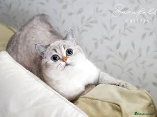 Scottish Fold cats Molly – Our Gentle Little Queen 👑🤍 - Advert 14