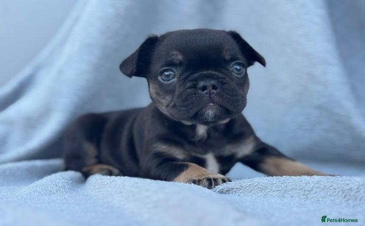 French Bulldog dogs - Advert 6
