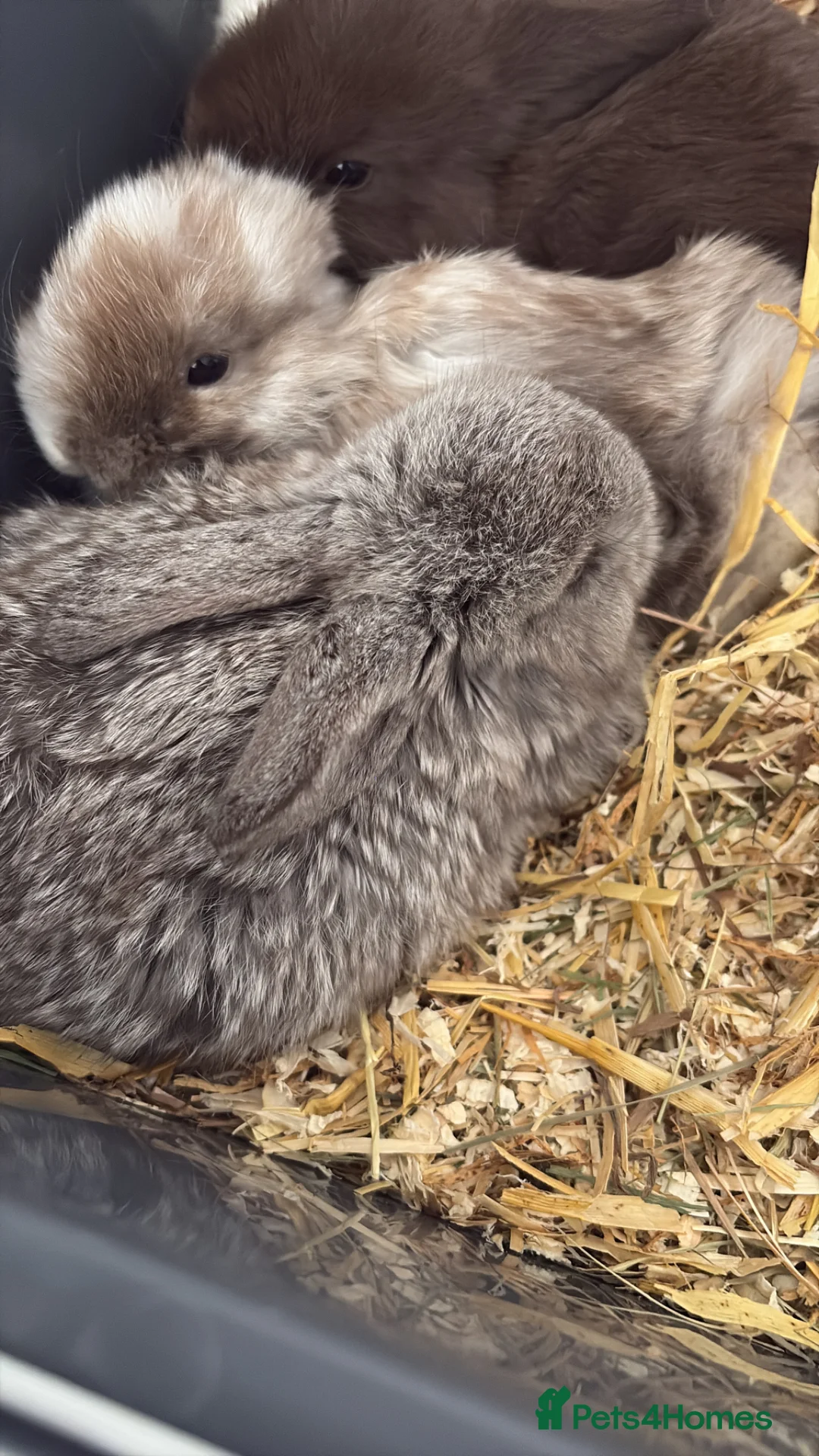 Mini Lop rabbits for sale: 2 female mini lops - Advert 4