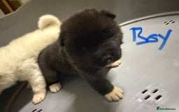 Akita dogs for sale: American Akita Puppies - Image 17