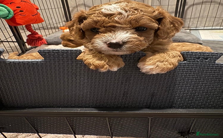 Cavapoo dogs - Advert 1