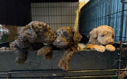 Cockapoo dogs for sale: F1B Cockapoos - Image 1