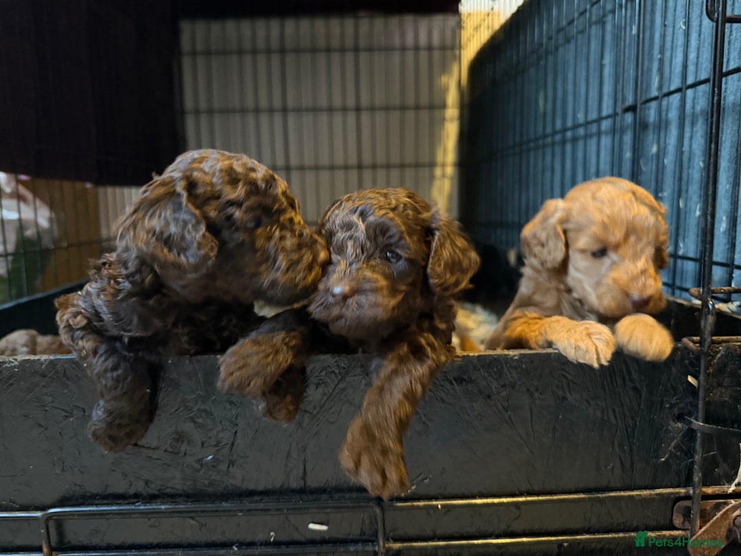Cockapoo dogs for sale: F1B Cockapoos - Image 1