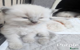 Ragdoll cats for sale: Ragdoll - home reared kittens - Image 11