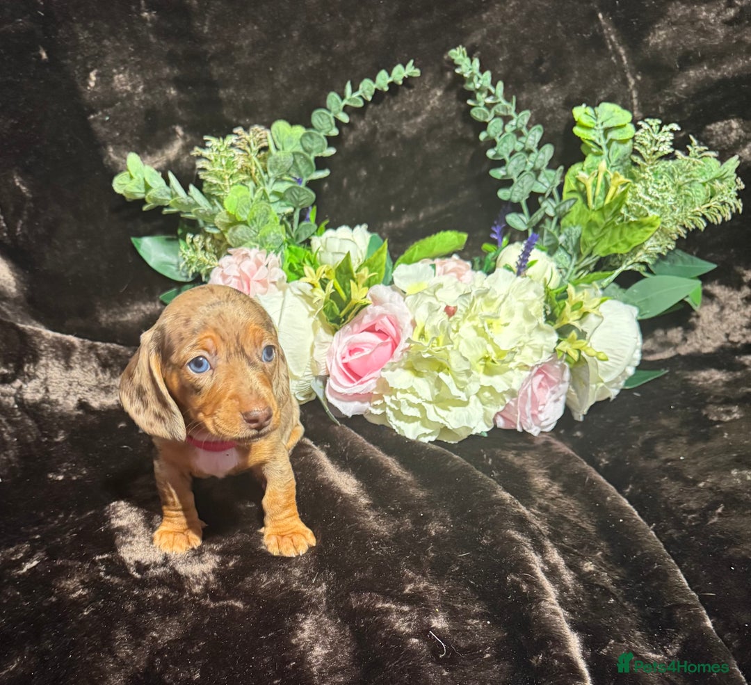 Miniature Dachshund dogs for sale: BEAUTIFUL KC MINI DACHSHUND READY TO LEAVE 23/12   - Advert 22