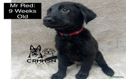 Mixed Breed dogs for sale: Uniquely Outstanding Czech GSD X Labrador Puppies  - Image 8