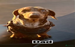 Miniature Dachshund dogs for sale: 5⭐️ Miniature dachshund pups  - Image 6