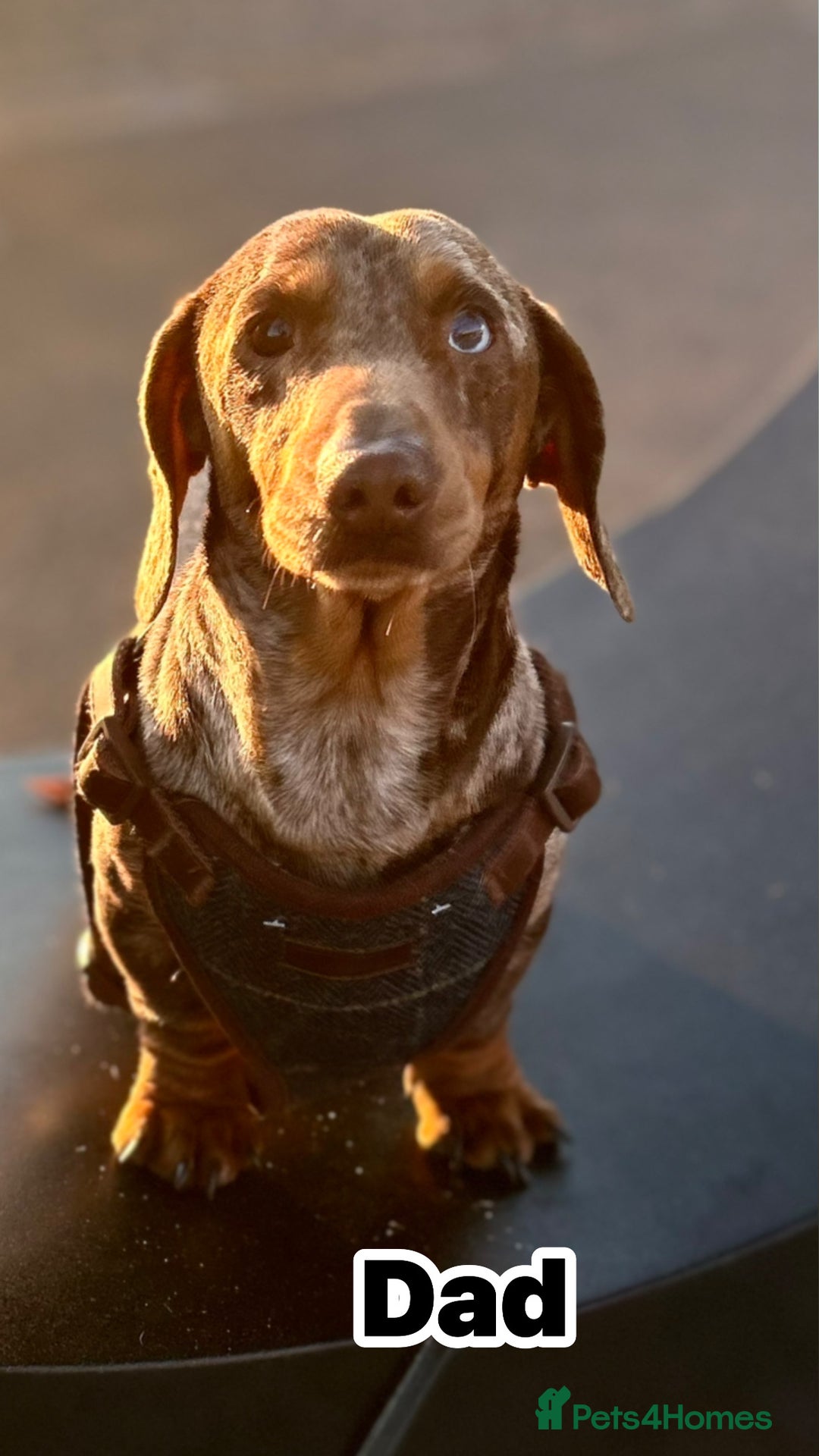 Miniature Dachshund dogs for sale: 5⭐️ Miniature dachshund pups  - Image 6