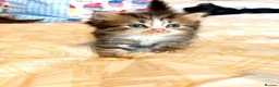 Mixed Breed cats for sale: Persian x blh  - Advert 4