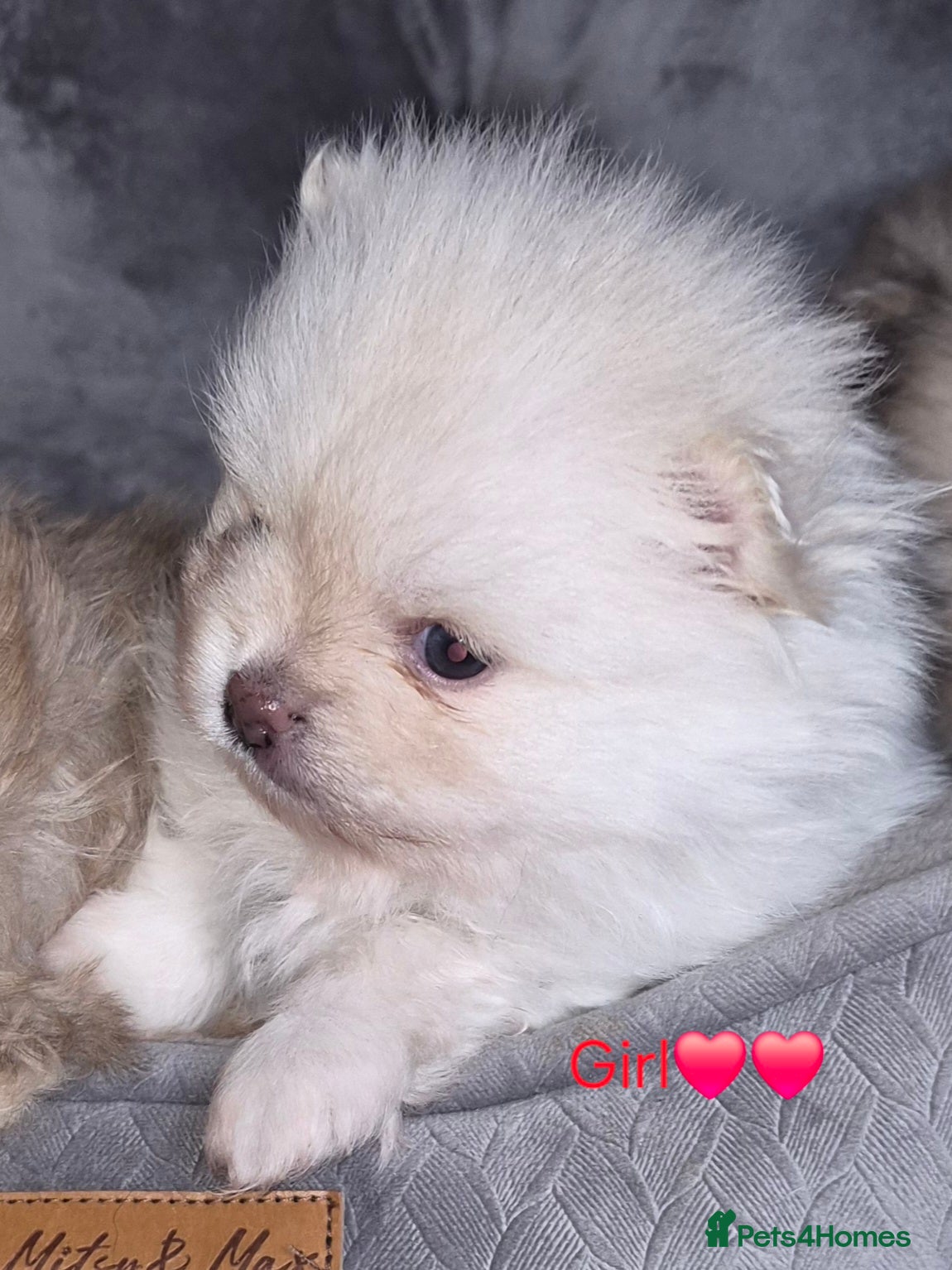 Pomeranian dogs Last white and cream girl❤️with Blue eyes💙 - Advert 17