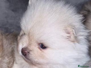 Pomeranian dogs Last white and cream girl❤️with Blue eyes💙 - Advert 17