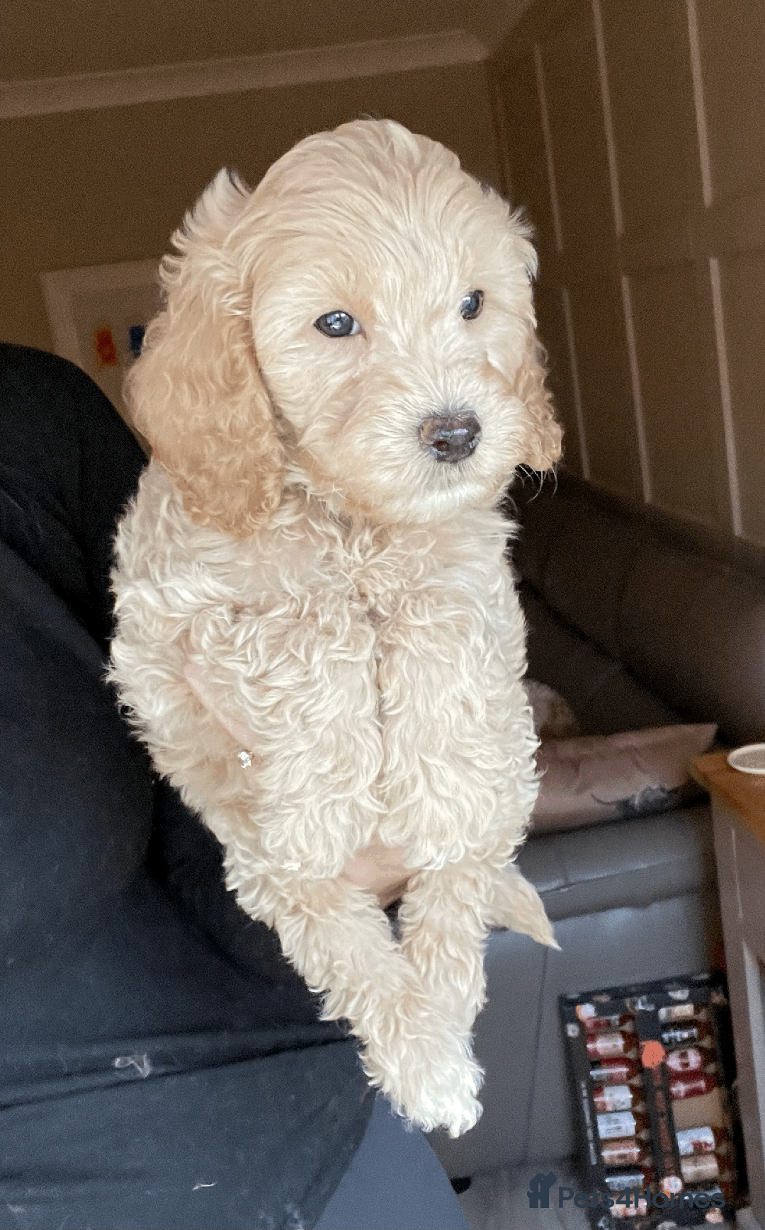 Cockapoo dogs for sale: F1b TOY COCKAPOO PUPS - DNA Health Tested!! - Advert 4
