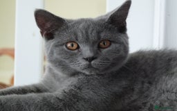 British Shorthair cats for sale: britsh short hair kittens  in Orpington - Image 22