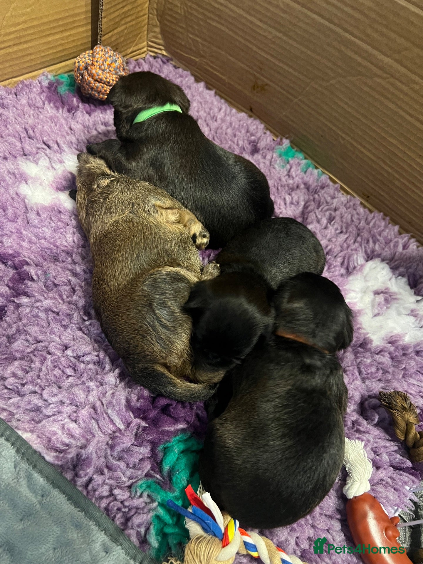 Griffon Bruxellois dogs KC Brussels Griffon pups for sale to loving homes  - Advert 1