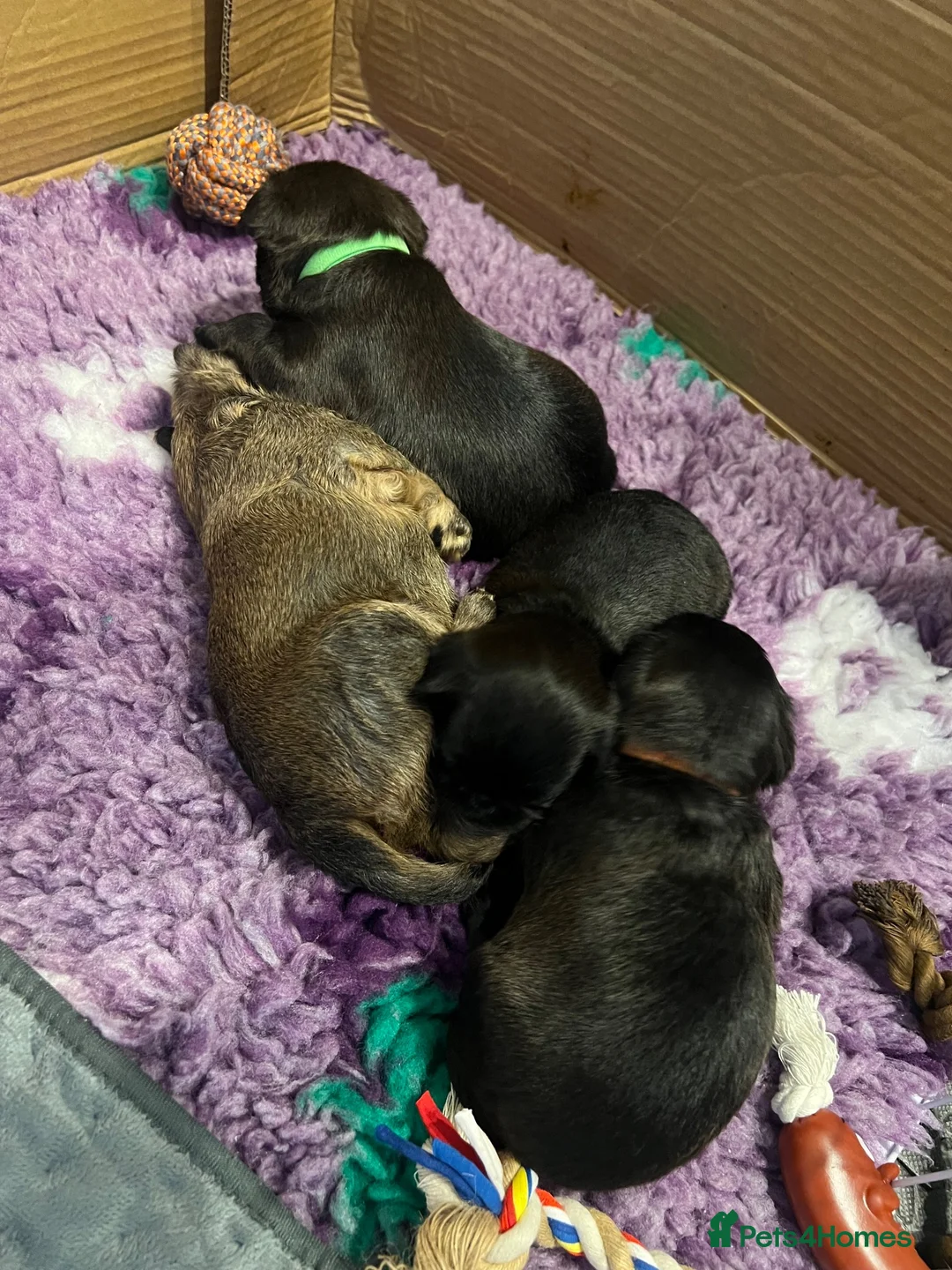 Griffon Bruxellois dogs for sale: KC Brussels Griffon pups for sale to loving homes  - Advert 1