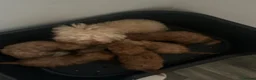 Toy Poodle dogs for sale: Toy poodle puppies  - Advert 9