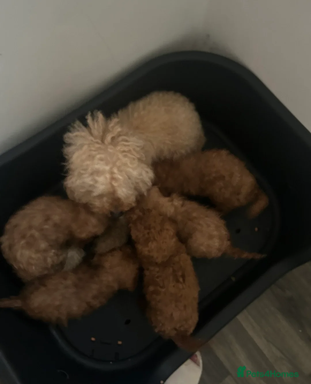 Toy Poodle dogs for sale: Toy poodle puppies  - Advert 9