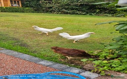 Hens poultry for sale:  FREE chickens 2 Rhode island Reds & 2 Leghorns - Image 10