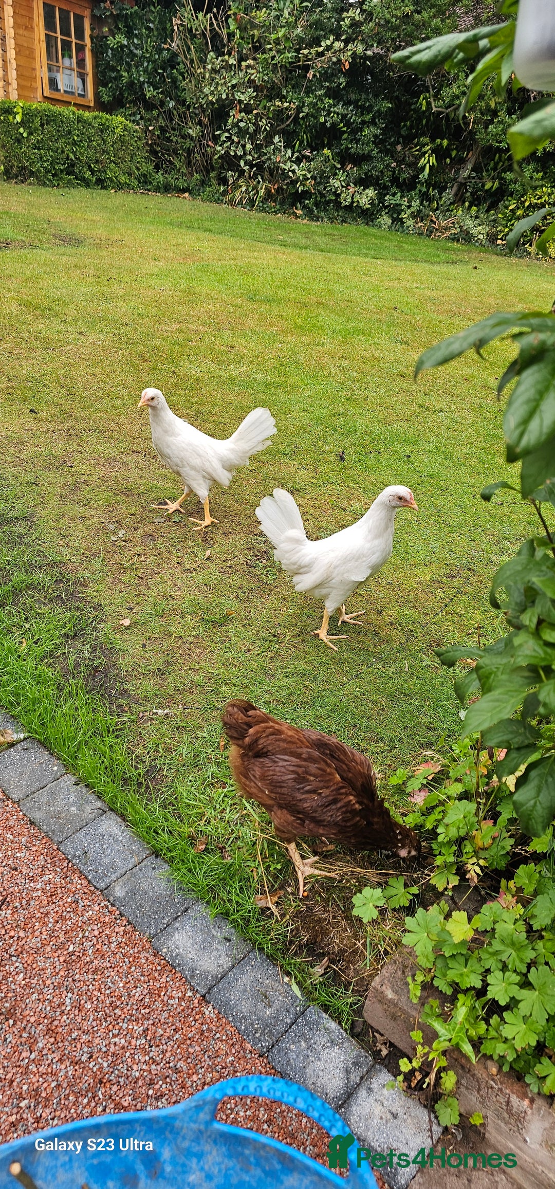 Hens poultry for sale:  FREE chickens 2 Rhode island Reds & 2 Leghorns - Image 10