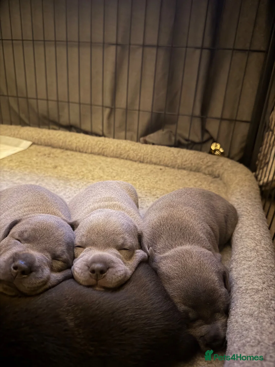 Staffordshire Bull Terrier dogs for sale: Staff puppies - Advert 9