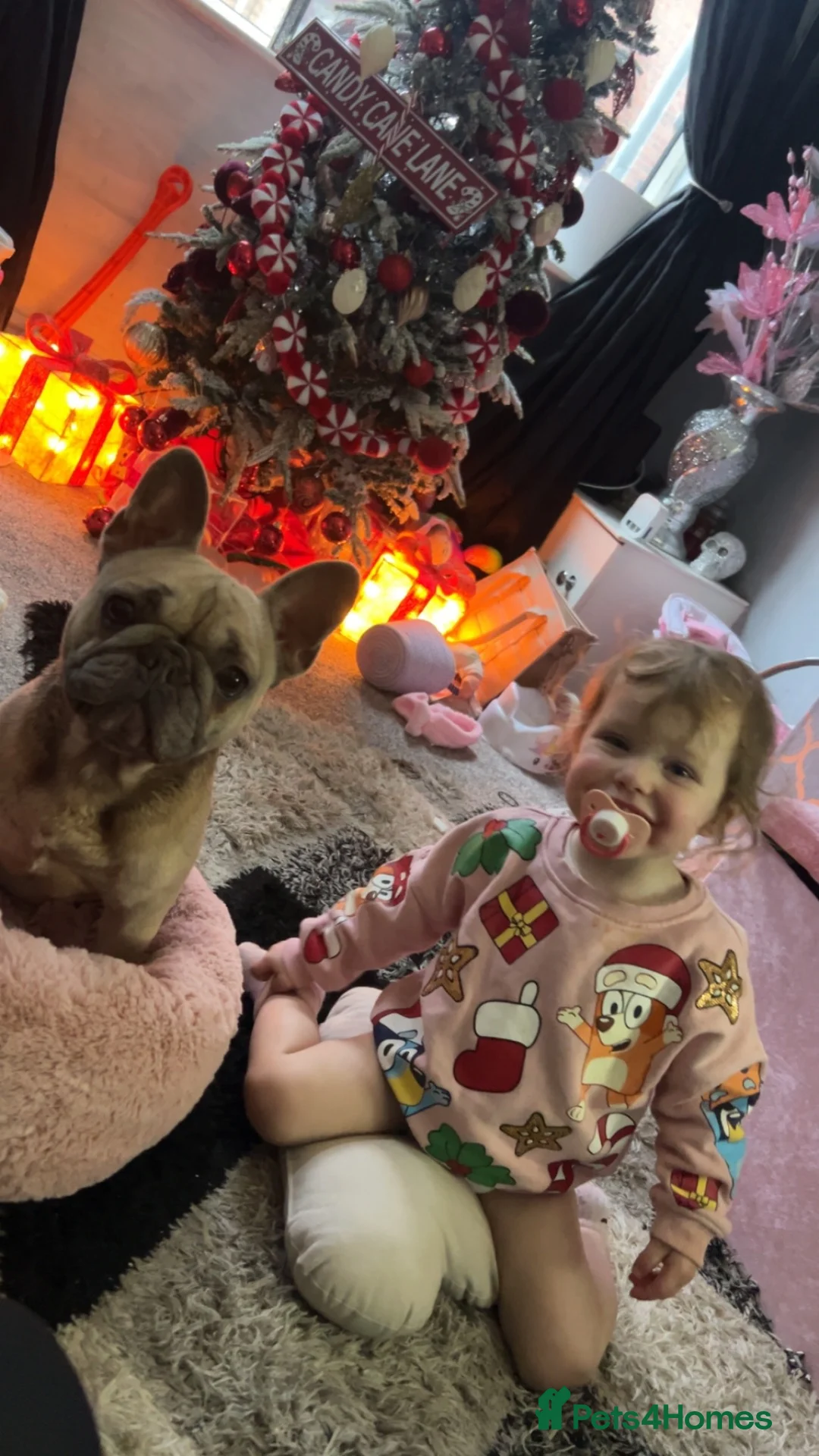 French Bulldog dogs for sale: French bulldog - Advert 2
