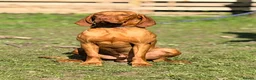 Hungarian Vizsla dogs for sale: The Golden-Hearted Guardians’ Litter 2026 - Advert 3