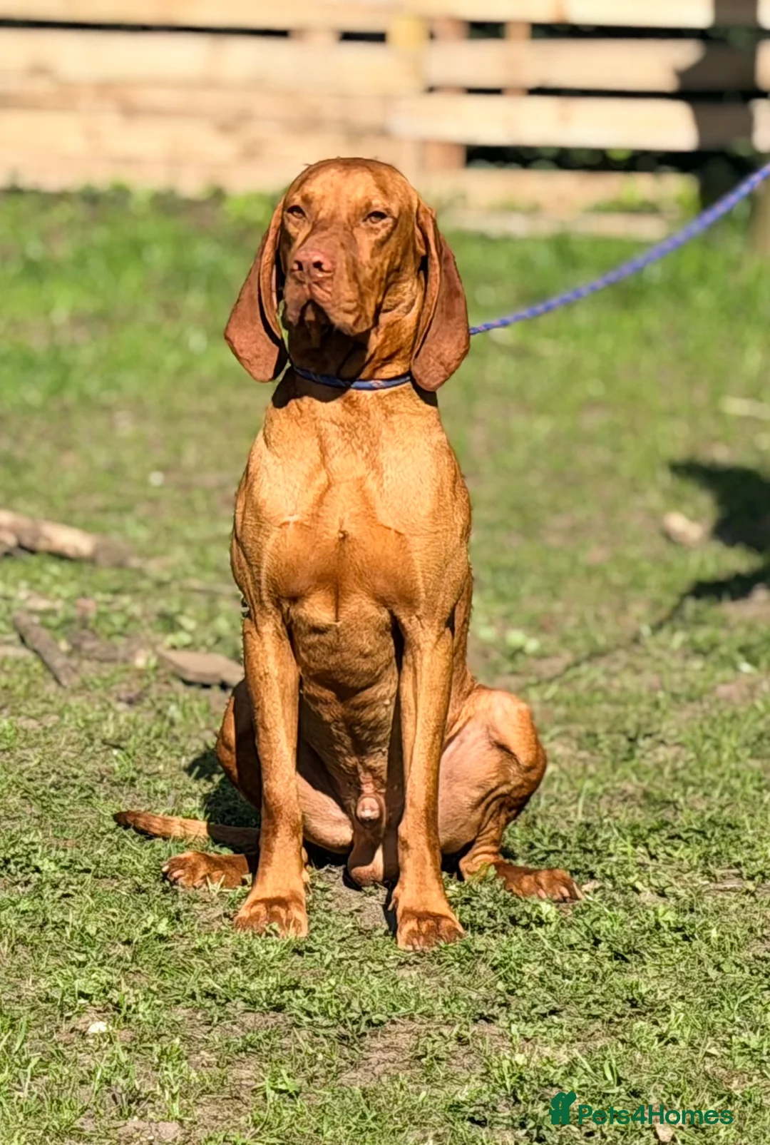 Hungarian Vizsla dogs for sale: The Golden-Hearted Guardians’ Litter 2026 - Advert 3