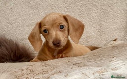 Miniature Dachshund dogs for sale: READY TO LEAVE Rainbow KC Reg Miniature Dachshunds - Image 28