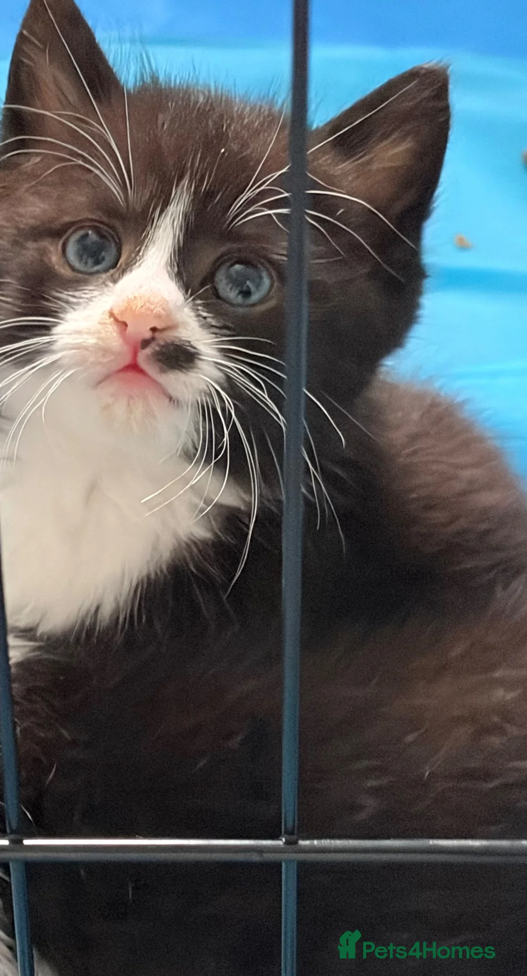 Ragdoll cats for sale: Ragdoll x DSH  - Advert 2