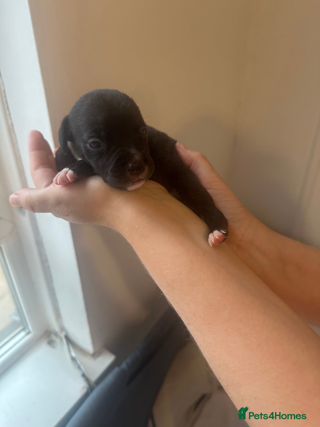 Mixed Breed dogs for sale: American bull staff puppies  - Image 17