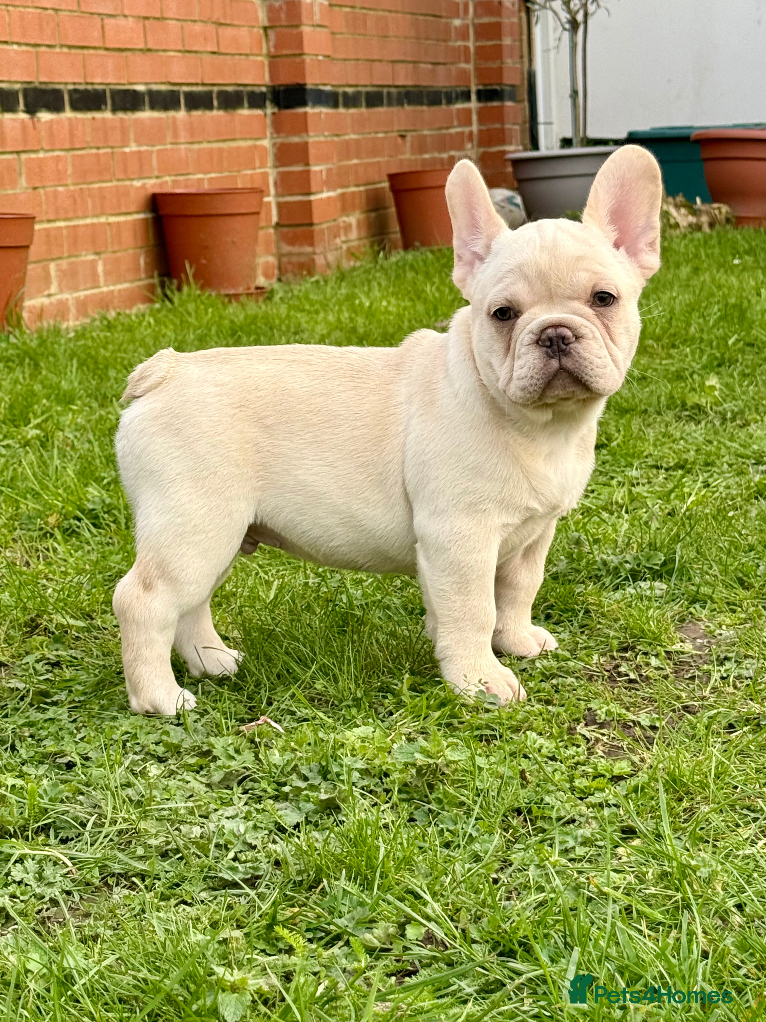 French Bulldog dogs French bulldog puppies - Advert 1