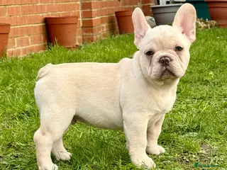 French Bulldog dogs French bulldog puppies - Advert 4