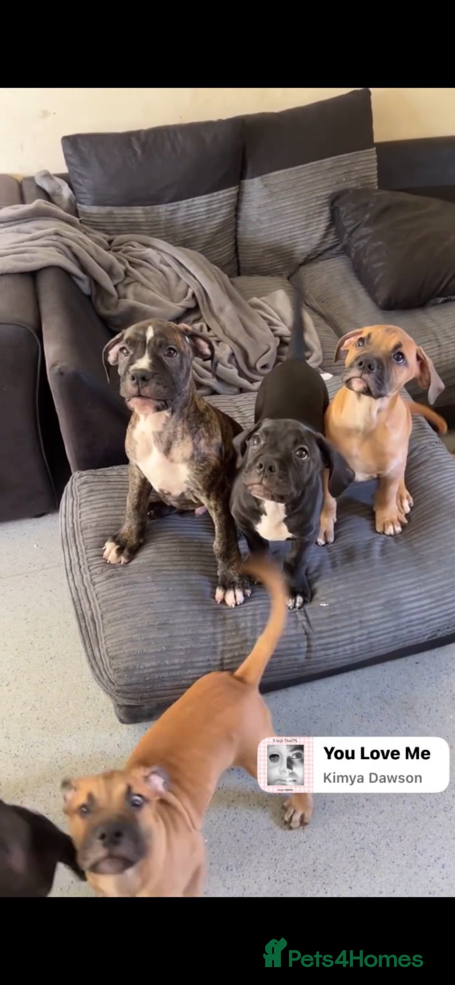 Mixed Breed dogs for sale: Bandogge mastiff pups  - Advert 1