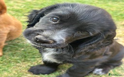 Cocker Spaniel dogs for sale: Stunning KC registered Working Cocker Spaniels  - Image 6