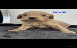 Cockapoo dogs for sale: F1B cockapoo   - Image 5