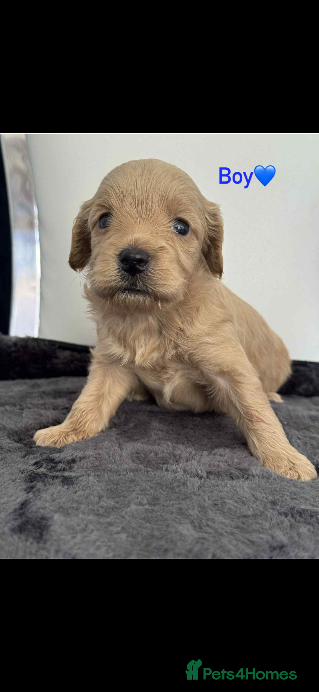 Cockapoo dogs for sale: F1B cockapoo   - Image 5