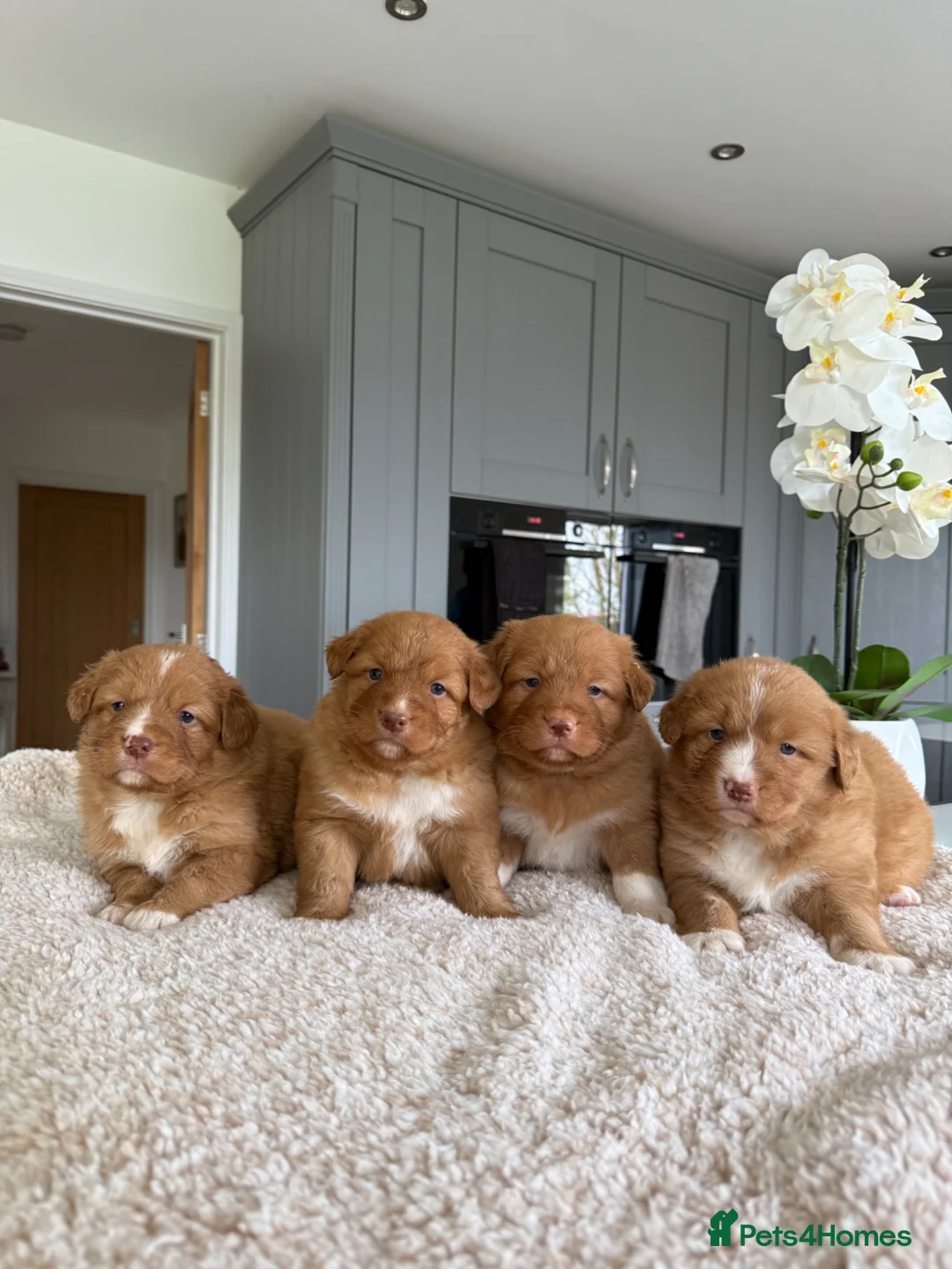 Nova Scotia Duck Tolling Retriever dogs for sale: Beautiful kc reg Nova Scotia puppies  - Advert 1